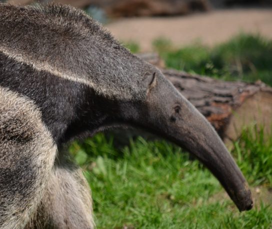 View of an anteater, Santa Barbara Zoo