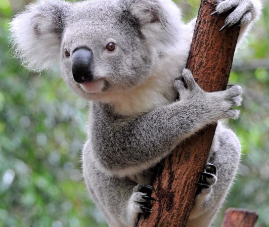 View of an Koala Bear, Santa Barbara Zoo