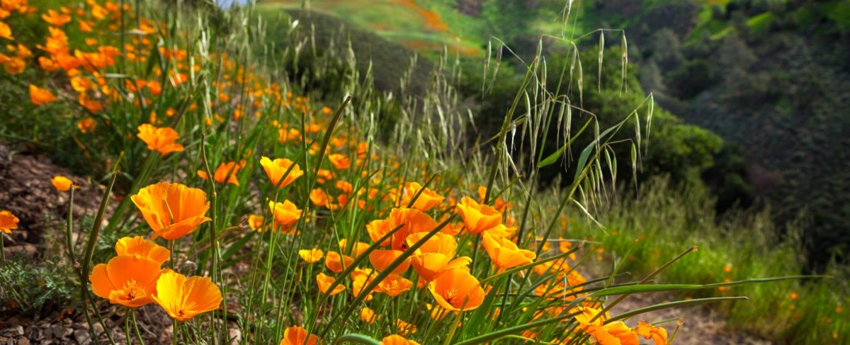 California poppies growing on a green hillside