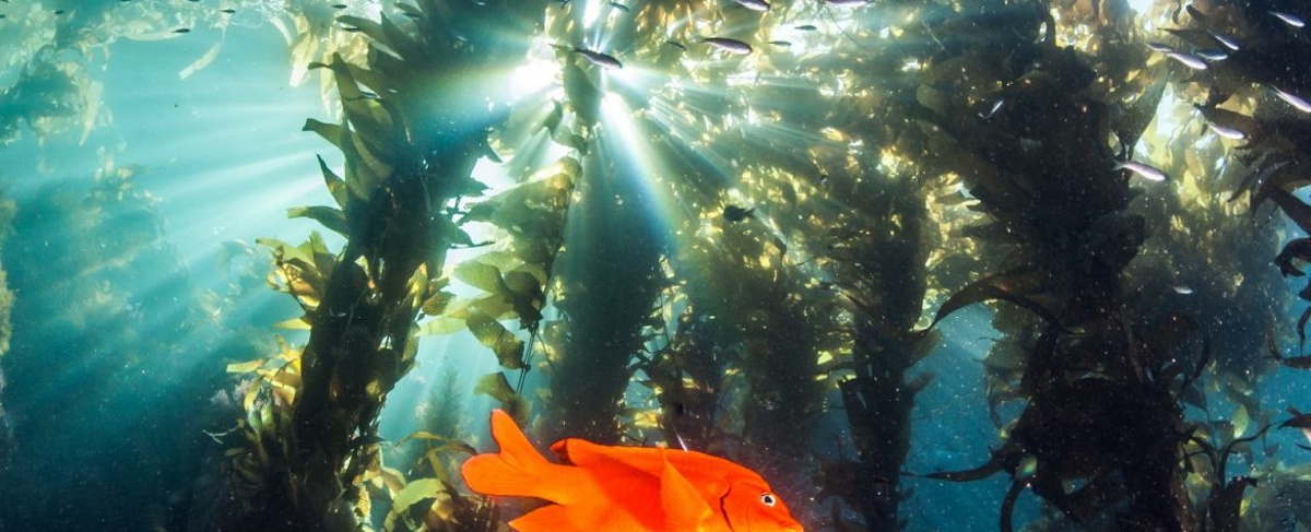 Garibaldi Fish at Catalina Island, Channel Islands CA