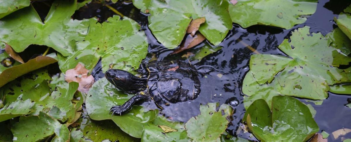 a turtle swimming at alice keck memorial gardens.