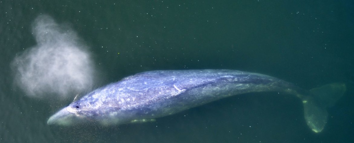 Gray whale seen from a Santa Barbara whale watching tour