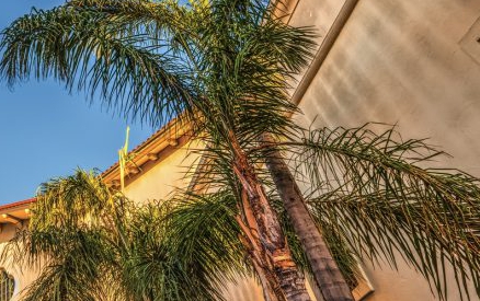 Palm trees and shops