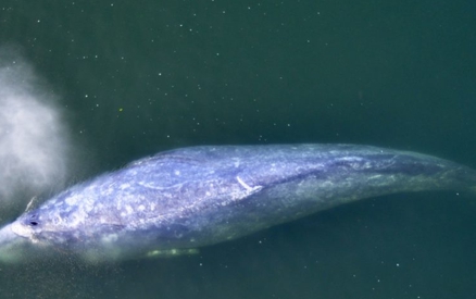 Gray whale seen from a Santa Barbara whale watching tour